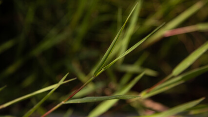 Fototapeta na wymiar Green blade of grass with close up.