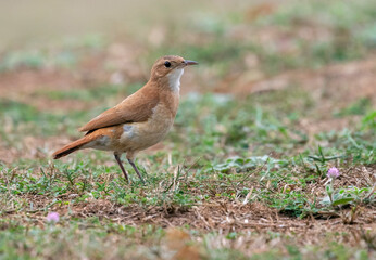 Rufous Hornero, Furnarius rufus