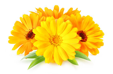 Flowers of calendula officinalis medicinal herb isolated on white background