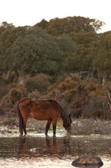 Cavallini della Giara, Giara di Gesturi wild horses in nature park