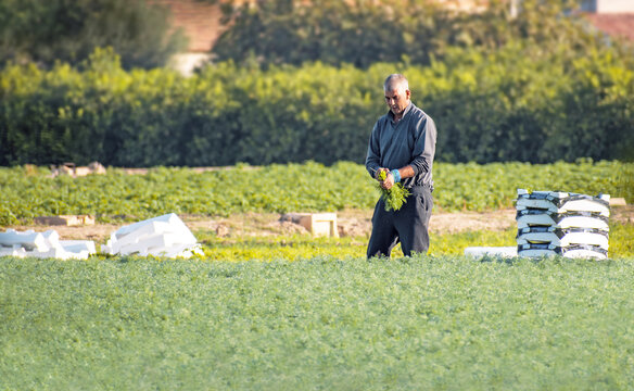 Farmer or farm worker picking up coriander or fennel growing in agricultural plantation during. Organic fenel supply in Murcia, Spain.