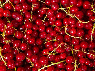 Red currants plucked from a bush and piled in a heap