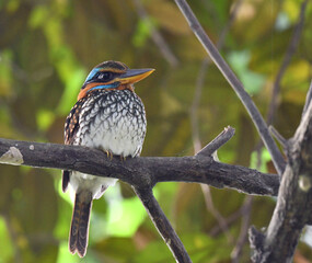 Spotted Wood Kingfisher, Actenoides lindsayi