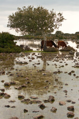 Cavallini della Giara, Giara di Gesturi wild horses in nature park