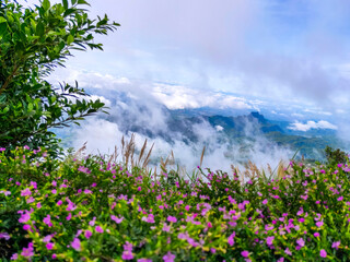 meadow with flowers