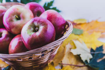 Red and ripe apples on yellow maple leaves.