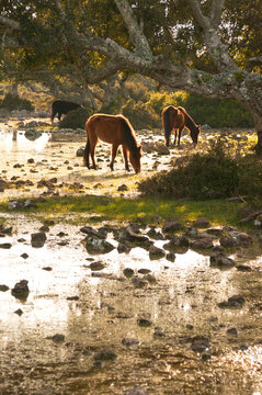 Cavallini della Giara, Giara di Gesturi wild horses in nature park
