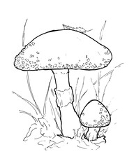 Nice hand drawn fly agaric mushroom coloring book page isolated on white background. Vector amanita illustration for child activity, autumn banner, thanksgiving, halloween and harvest festival. EPS10