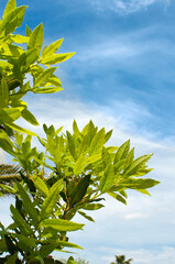 fresh leaf laurel Italy, Europe