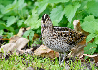 Fototapeta premium Great Snipe, Gallinago media
