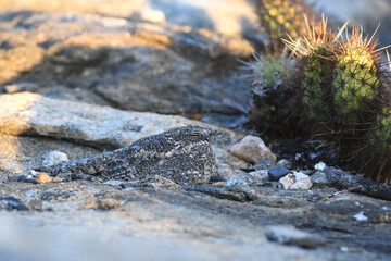 Pygmy Nightjar, Nyctipolus hirundinaceus