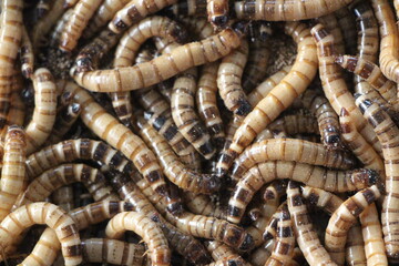 Zophobas 