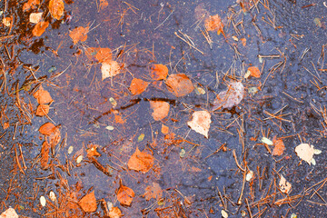 Autumn leaves lie in the water. Beautiful autumn landscape. Bright colors of autumn.
