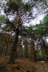 Obraz premium Bosque de pinos en otoño