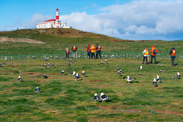 Kelp gull, Larus dominicanus, Lighthouse, Los Pingüinos National Monument, Magdalena Island,...