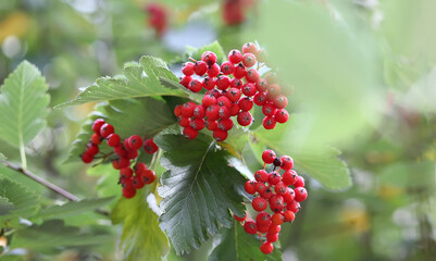 Red bunches of mountain ash on a tree in autumn. Green and yellow leaves, autumn background