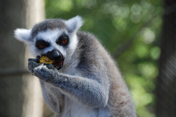 Lemur has lunch time 3