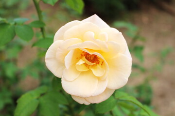 可憐に咲く黄色い薔薇