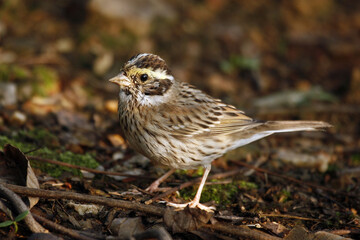 Yellow-browed Bunting, Emberiza chrysophrys