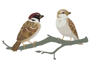 Couple of realistic sparrows sitting on branch. Vector illustration of little birds sparrows in hand drawn realistic style isolated on white background. Element for your design, print.