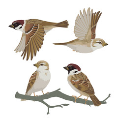 Set of realistic sparrows flying and sitting on branch. Vector illustration of little birds sparrows in hand drawn realistic style isolated on white background. Element for your design, print.