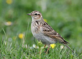 Eastern Eurasian Skylark, Alauda arvensis or japonica