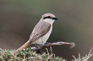 Obraz premium Chinese Shrike, Lanius arenarius