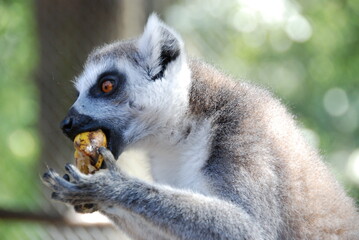 Lemur has lunch time 2