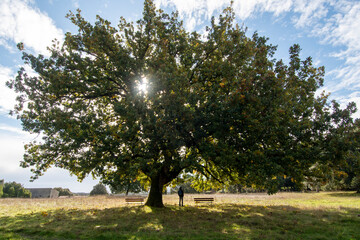 trees and forest in autumn landscape