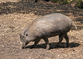 visayan warty pig (Sus cebifrons) searching for food