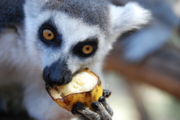 Lemur has lunch time