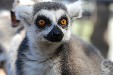 Amazed Lemur 