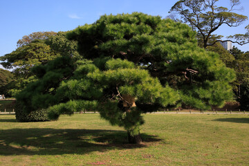 浜離宮恩賜庭園