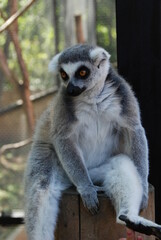 Lazy Lemur