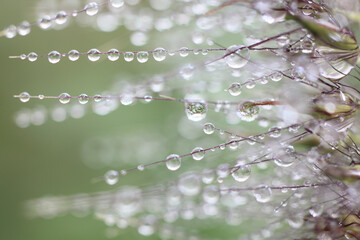 Fototapeta premium エノコログサに水滴