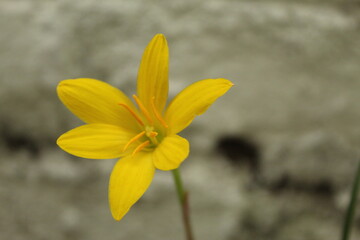 Yellow Rain lily which is also know as Zephyranthes rosea scientific name.