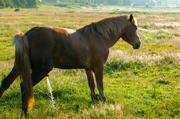 wild horse peeing on grass land