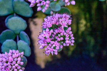 close up of purple flowers