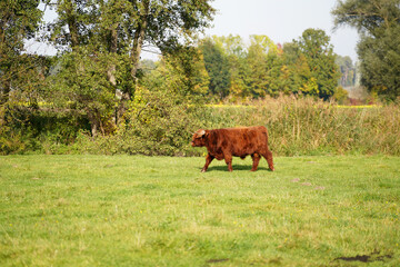 bull in the meadow