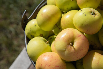 Ripe apples in an iron bucket.