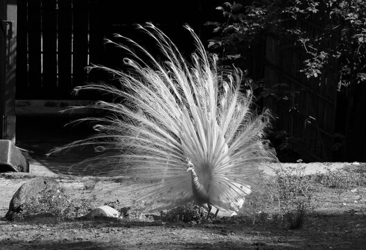 Black And White Photo Of A White Peacock Male In Contrast With Dark Background