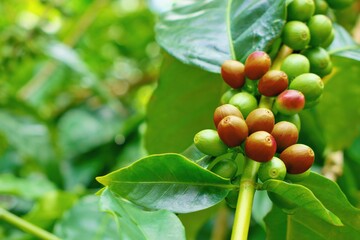 Raw coffee berries in the plantation