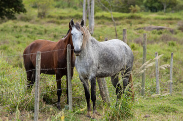 horse and foal