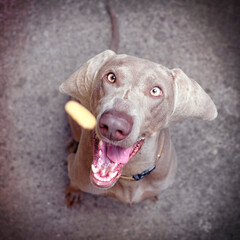 Dogs Catch Treats