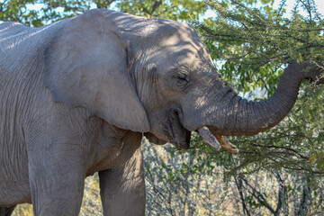 Fototapeta premium African Bush Elephant Taken At Etosha National Park, Namibia