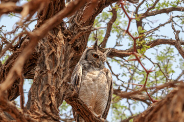 Spotted Eagle Owl At A Reserve in Namibia