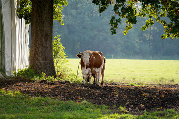 cow on the meadow
