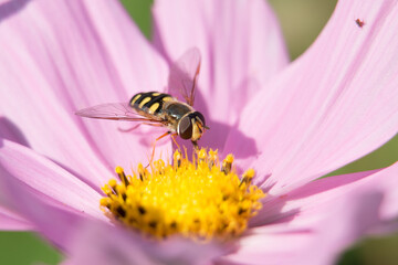 Hoverfly or Flower Fly, Eupeodes luniger, black and yellow female pollinating a pink Japanese Anemone flower, close-up view 