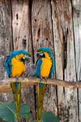 Blue And Yellow Macaws Taken in Cape Town South Africa