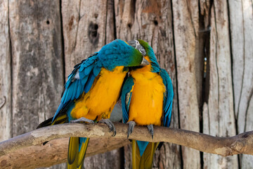 Blue And Yellow Macaws Taken in Cape Town South Africa